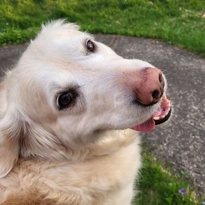 Meet your Posher, Lucy